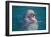 Bottle-Nosed Dolphin-DLILLC-Framed Photographic Print