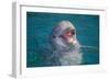 Bottle-Nosed Dolphin-DLILLC-Framed Photographic Print