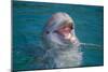 Bottle-Nosed Dolphin-DLILLC-Mounted Photographic Print