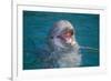 Bottle-Nosed Dolphin-DLILLC-Framed Photographic Print