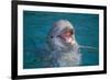 Bottle-Nosed Dolphin-DLILLC-Framed Photographic Print