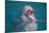 Bottle-Nosed Dolphin-DLILLC-Mounted Photographic Print