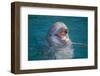 Bottle-Nosed Dolphin-DLILLC-Framed Photographic Print