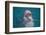 Bottle-Nosed Dolphin-DLILLC-Framed Photographic Print