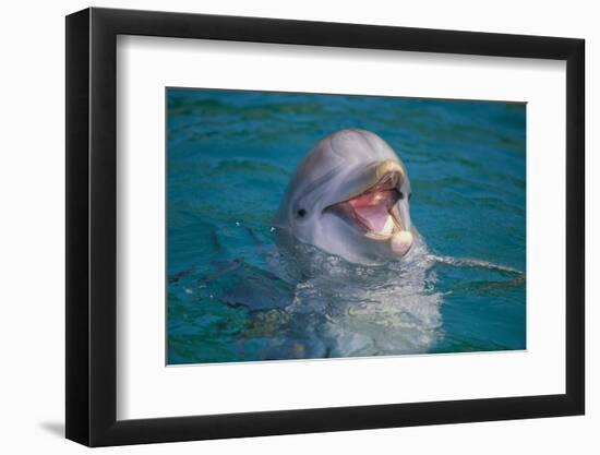 Bottle-Nosed Dolphin-DLILLC-Framed Photographic Print