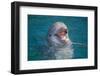 Bottle-Nosed Dolphin-DLILLC-Framed Photographic Print