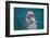 Bottle-Nosed Dolphin-DLILLC-Framed Photographic Print