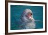 Bottle-Nosed Dolphin-DLILLC-Framed Photographic Print