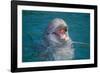 Bottle-Nosed Dolphin-DLILLC-Framed Photographic Print