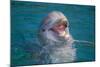 Bottle-Nosed Dolphin-DLILLC-Mounted Photographic Print