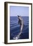 Bottle-Nosed Dolphin-DLILLC-Framed Photographic Print