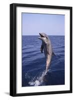 Bottle-Nosed Dolphin-DLILLC-Framed Photographic Print