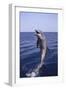 Bottle-Nosed Dolphin-DLILLC-Framed Photographic Print