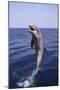 Bottle-Nosed Dolphin-DLILLC-Mounted Photographic Print