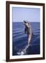 Bottle-Nosed Dolphin-DLILLC-Framed Photographic Print