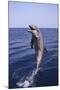 Bottle-Nosed Dolphin-DLILLC-Mounted Photographic Print