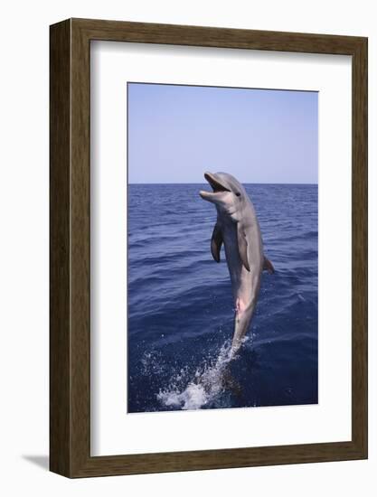 Bottle-Nosed Dolphin-DLILLC-Framed Photographic Print