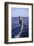 Bottle-Nosed Dolphin-DLILLC-Framed Photographic Print