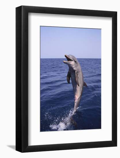 Bottle-Nosed Dolphin-DLILLC-Framed Photographic Print