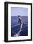 Bottle-Nosed Dolphin-DLILLC-Framed Photographic Print