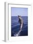 Bottle-Nosed Dolphin-DLILLC-Framed Photographic Print