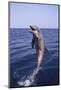 Bottle-Nosed Dolphin-DLILLC-Mounted Photographic Print