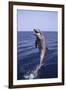 Bottle-Nosed Dolphin-DLILLC-Framed Photographic Print