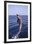 Bottle-Nosed Dolphin-DLILLC-Framed Photographic Print