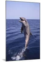 Bottle-Nosed Dolphin-DLILLC-Mounted Photographic Print