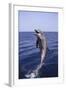 Bottle-Nosed Dolphin-DLILLC-Framed Photographic Print