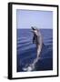 Bottle-Nosed Dolphin-DLILLC-Framed Photographic Print