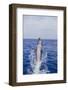 Bottle-Nosed Dolphin-DLILLC-Framed Photographic Print