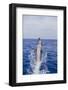 Bottle-Nosed Dolphin-DLILLC-Framed Photographic Print