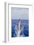 Bottle-Nosed Dolphin-DLILLC-Framed Photographic Print