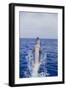 Bottle-Nosed Dolphin-DLILLC-Framed Photographic Print