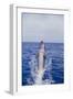 Bottle-Nosed Dolphin-DLILLC-Framed Photographic Print