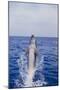 Bottle-Nosed Dolphin-DLILLC-Mounted Photographic Print