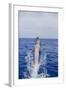 Bottle-Nosed Dolphin-DLILLC-Framed Photographic Print