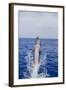 Bottle-Nosed Dolphin-DLILLC-Framed Photographic Print