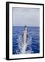 Bottle-Nosed Dolphin-DLILLC-Framed Photographic Print