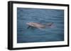 Bottle-Nosed Dolphin-DLILLC-Framed Photographic Print