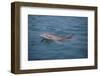 Bottle-Nosed Dolphin-DLILLC-Framed Photographic Print