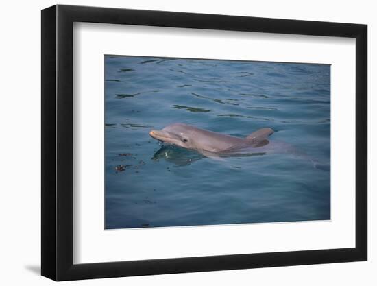 Bottle-Nosed Dolphin-DLILLC-Framed Photographic Print