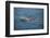 Bottle-Nosed Dolphin-DLILLC-Framed Photographic Print