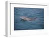 Bottle-Nosed Dolphin-DLILLC-Framed Photographic Print