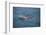 Bottle-Nosed Dolphin-DLILLC-Framed Photographic Print