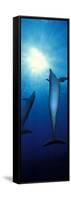 Bottle-Nosed Dolphins in the Sea-null-Framed Stretched Canvas