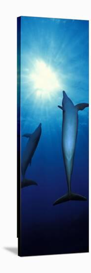 Bottle-Nosed Dolphins in the Sea-null-Stretched Canvas