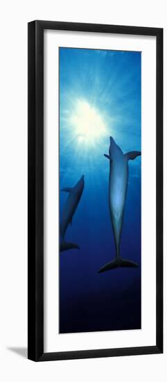 Bottle-Nosed Dolphins in the Sea-null-Framed Photographic Print