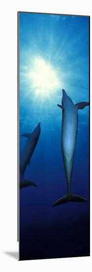 Bottle-Nosed Dolphins in the Sea-null-Mounted Photographic Print